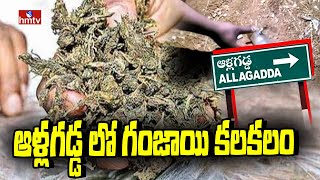 ఆళ్లగడ్డ లో గంజాయి కలకలం | Allagadda | Ganjai | hmtv