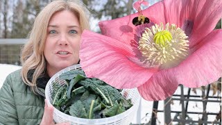Plant poppies the easy way + my first harvest of 2021