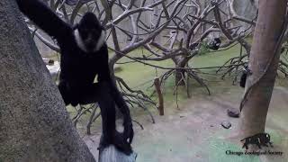 Close-Ups with White-Cheeked Gibbons