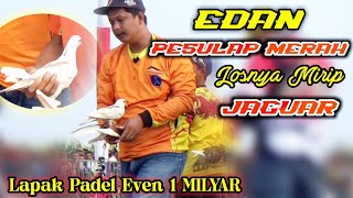 EDAN‼️ PESULAP MERAH LOSNYA DOR MIRIP JAGUAR‼️EVEN 1 MILYAR LAPAK PADEL TEGAL‼️