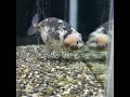 極上　江戸錦　13cm 金魚 らんちゅう goldfish