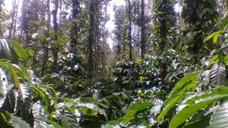 7.5 acre coffee estate in mudigere