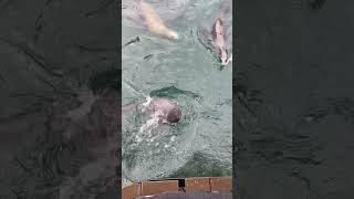 カリフォルニアアシカとゴマフアザラシにエサやり　三津シーパラダイス　Feeding California sea lions and Spotted Seal