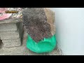 vermi compost மண்புழு உரம் ஜீரோ செலவில் எப்படி தயாரித்தேன் organic vermi compost for gardening