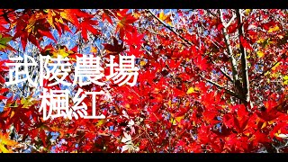 武陵農場【賞楓季】楓樹