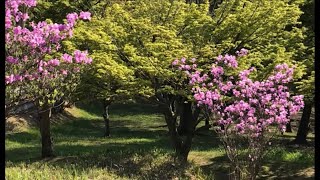 山ツツジ咲き誇る林にて野鳥の春のさえずり