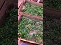 韭菜籽这样收 harvest chives seeds like this