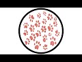 PAWSA - THE GROOVY CAT