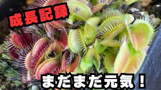 【成長記録】ハエトリソウの12月の様子をご紹介♪