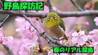 野鳥探訪記　2024春桜ジロ～を訪ねて！探鳥が成功した場合編！