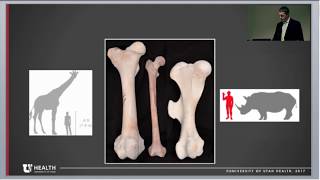 Grand Rounds Pelvis Formation and Fracture Makarewich/Marchand