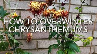 How To Overwinter Chrysanthemums, Looking After Chrysanthemum In Winter