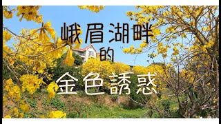 峨眉湖黃花風鈴木