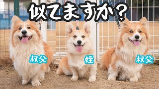 ご縁があって父犬の兄弟犬に会ってきました。【コーギー犬】