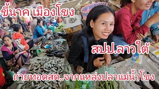 ถ่ายทอดสอ! ตลาดเช้าขี้นาคเมืองโขงปลาสดๆราคาถูกๆ #เที่ยวลาวใต้ #เที่ยวลาว #สปปลาว #สาวลาว  น่ารักๆ