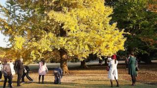 新宿御苑の紅葉　銀杏の葉が落ちる　２０１６．１１．２５