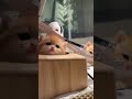 奶猫为了这个家，操碎了心，累的想睡了🐱🐱🐱🐱😂 #funny #可爱到爆炸 #cute #可爱猫咪 #animalcat #animal