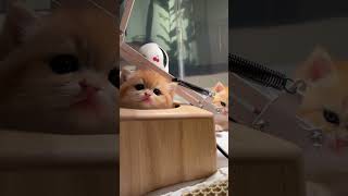 奶猫为了这个家，操碎了心，累的想睡了🐱🐱🐱🐱😂 #funny #可爱到爆炸 #cute #可爱猫咪 #animalcat #animal