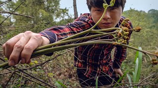 上山找半天才采到的野菜，回家做一个蕨菜炒肉，从此爱上蕨菜