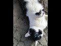 cat кіт котик едіт edit cute 🐾💖