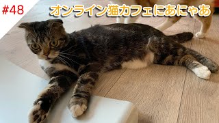 #48 オンライン猫カフェ最終回!?