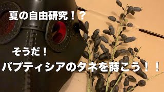 【自由研究】バプティシアのタネ撒いてみた！