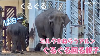 ぐるぐる回る親子・ミルクの試練？【音量注意】大きな声で鳴いたアルン🐘青草を運ぶよ🐘12月27日のかわいい仕草を高速で♪