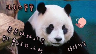 圓仔靠在門邊乖乖等，等待放食乖巧模樣超可愛|熊貓貓熊The Giant Panda Yuan Yuan and Yuan Bao|台北市立動物園