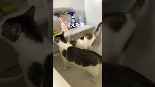 【猫動画】お風呂に突撃した猫たち #アルゴーチャンネル #チャンネル登録お願いします #うちのねこ #猫動画