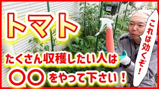 【トマトトーン】トマトをたくさん収穫したい人は、コレをやってください！！　～狭い庭で家庭菜園～