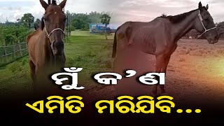 ମୁଁ କ’ଣ ଏମିତି ମରିଯିବି…. | Odisha Reporter