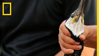 In This Ancient Japanese Tradition, Birds Do the Fishing | National Geographic