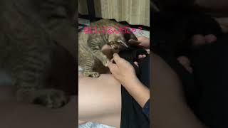 ゲームの邪魔をする子猫 Cats disturbing the game