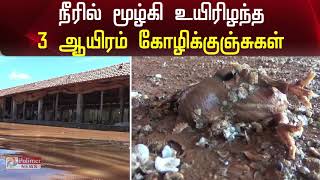 கனமழையால் நீரில் மூழ்கி உயிரிழந்த 3 ஆயிரம் கோழிக்குஞ்சுகள்