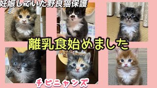 ガリガリママ猫から産まれた子猫　生後1ヶ月になりますます可愛い