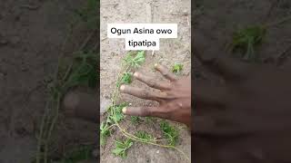 Ogun Asina Owo tipatipa