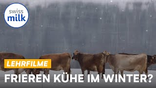 Frieren Kühe im Winter? | StadtLand | Swissmilk (2017)