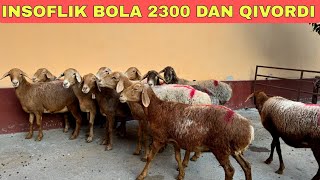 500 MINGDAN ARZON BO'G'OZLAR KELDI