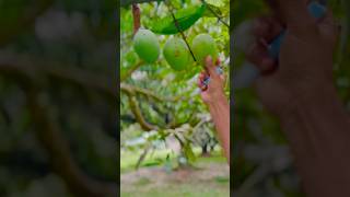 একই গাছে দুই প্রজাতির আম । mango garden chapainowabganj kansat | #mangogarden #আম  #shorts