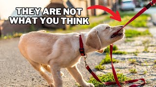 9 Things You Must Know Before Getting A Labrador