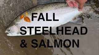 🍂Fall Salmon \u0026 Steelhead fishing in Lake Ontario Trib