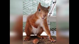 angry squirrel