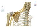 le membre supérieur l innervation