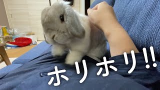 うさぎさんが永遠に飼い主にホリホリしてきます（笑）【ホーランドロップ】