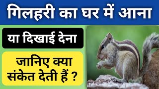 गिलहरी का घर में आना संकेत | Gilhari ka ghar mein aana shubh ya ashubh | ghar mein gilhari ka dikhna