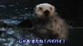 世界一毛深い動物？！ラッコ（須磨海浜水族園）