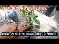 Merangkai cabang dan mempercepat pertumbuhan bougenville