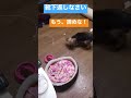 【犬】世界一、靴下好き犬、昔の動画　 shorts 犬　 実家 かわいい