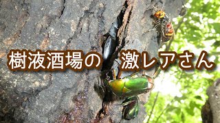 【ゆっくり解説】#4 樹液に集まる珍しい昆虫ランキング！