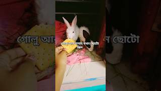 গোলু আর বাবান যখন ছোটো ছিল #bunny #rabbit #cute #animals